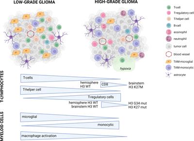 The tumor micro-environment in pediatric glioma: friend or foe?